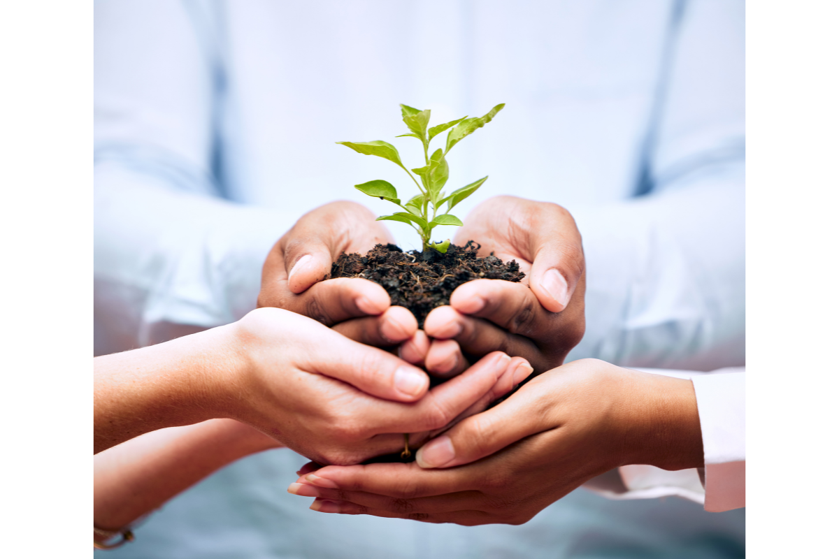 Multiple hands holding sapling