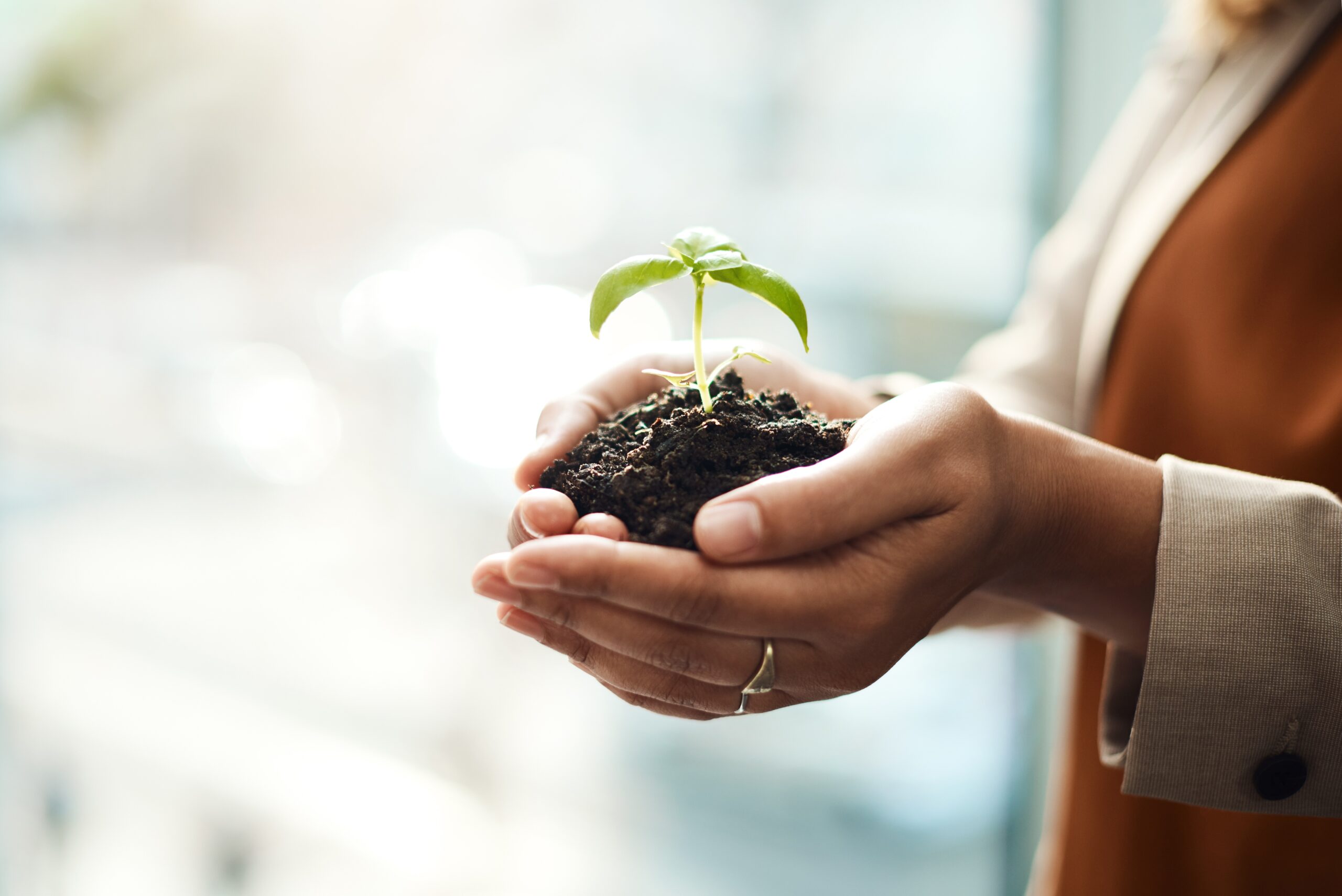 Hands holding sapling in dirt