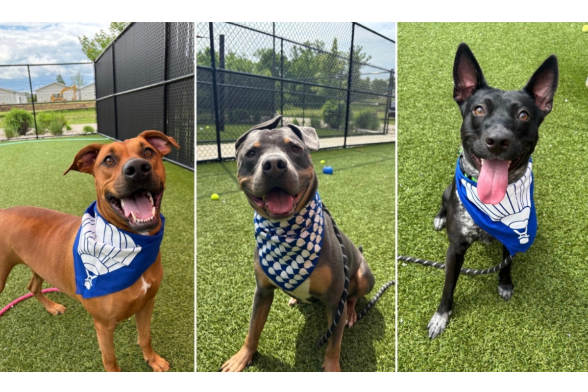 3 dogs looking at camera