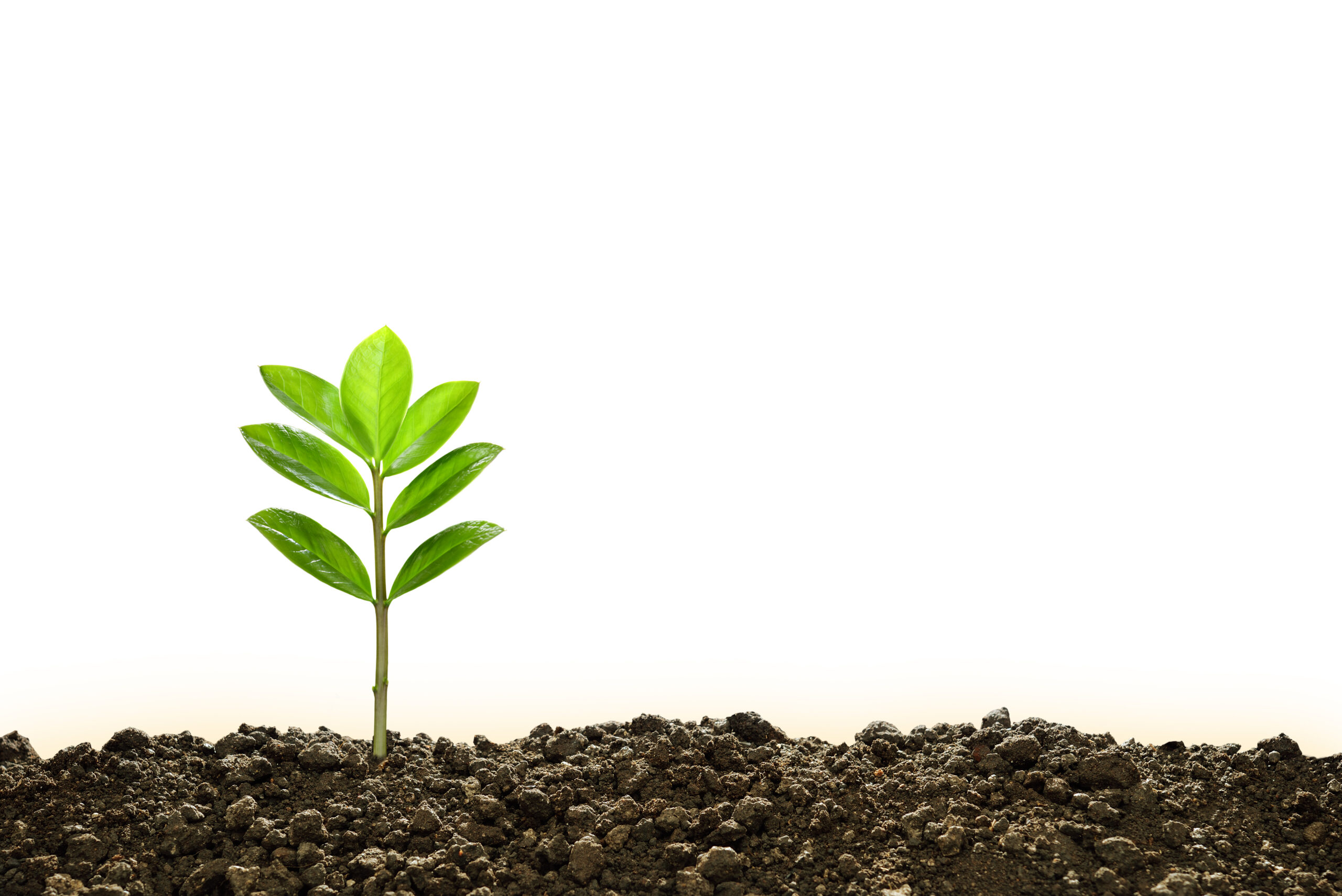 Green sprout growing out of the ground