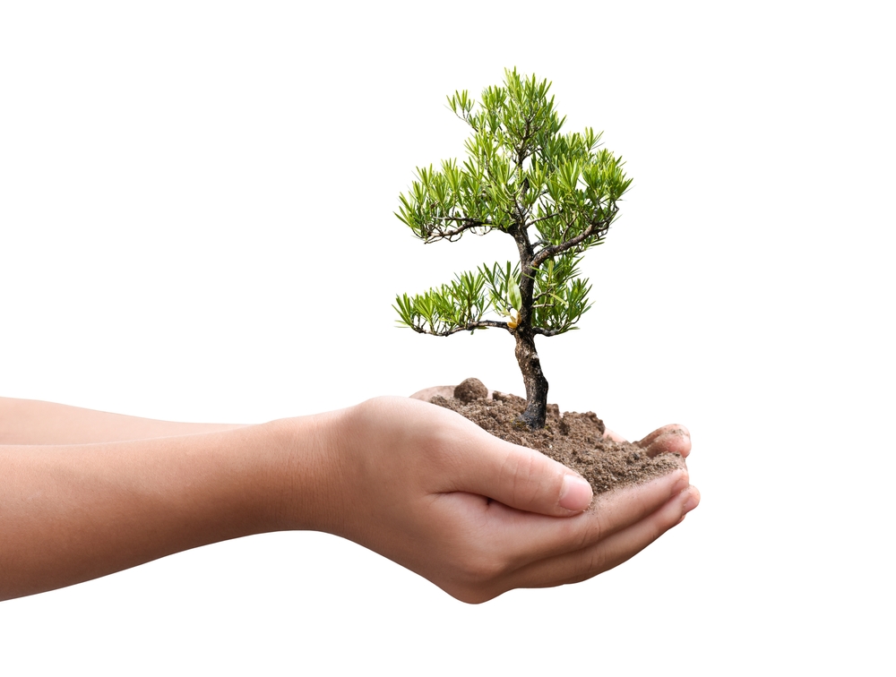 Person holding tree in hands