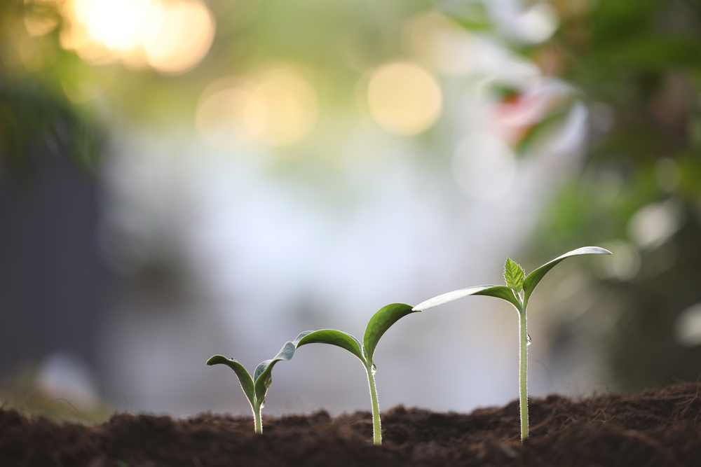 Three sprouts growing out of the ground