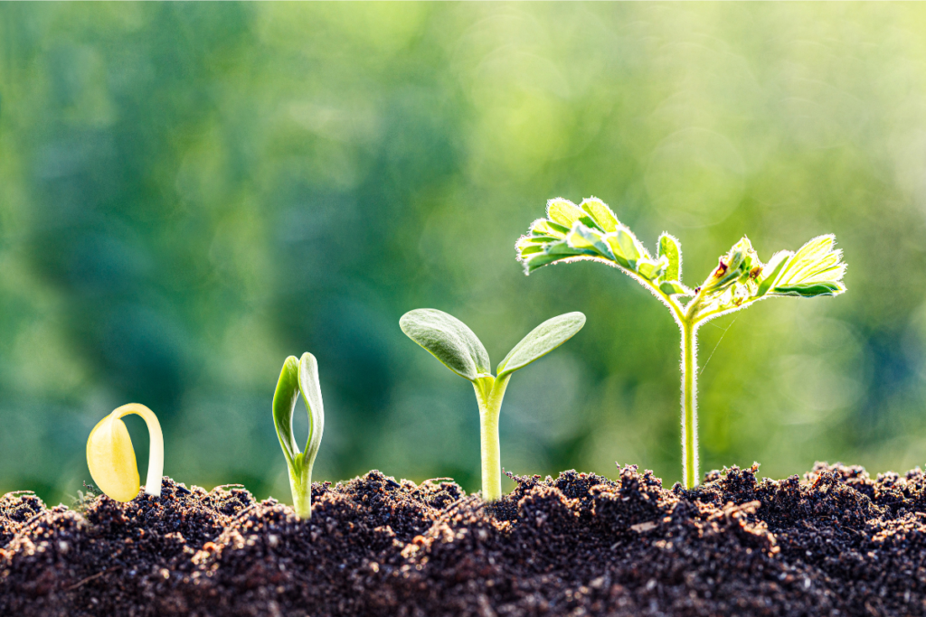 Multiple sprouts growing out of the ground