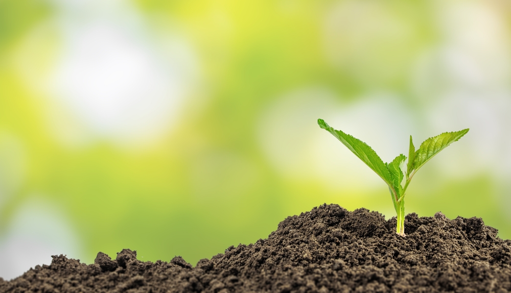 Seedling growing out of the ground
